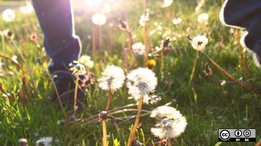 Person in a field of dandelions