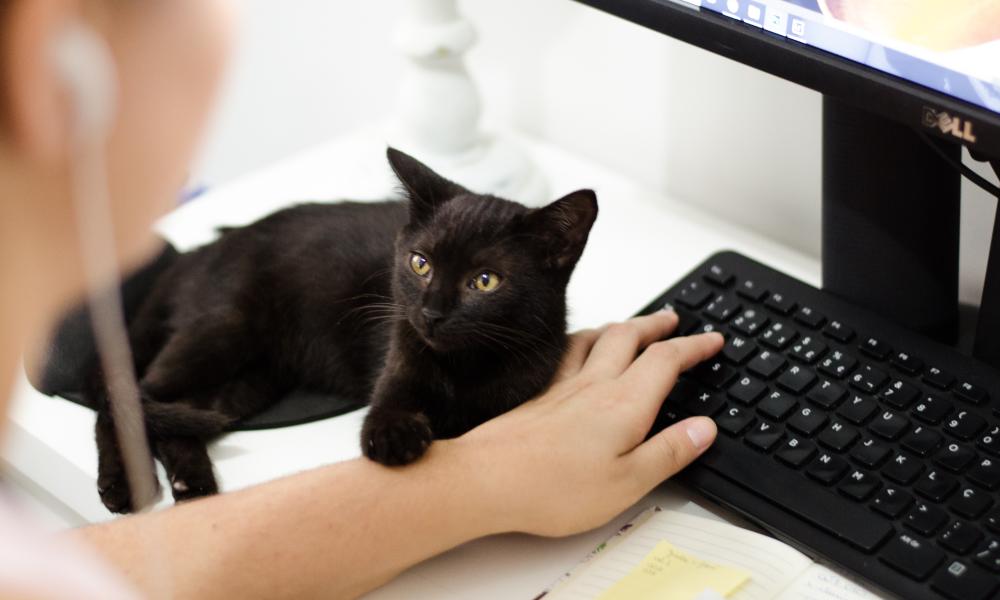 A black cat holding a person's arm on a keyboard.