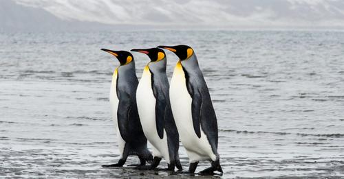 3-Penguins