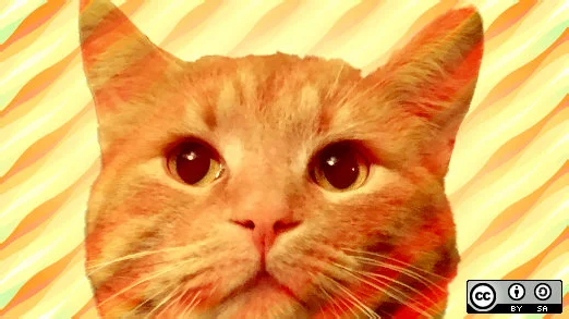 Donald, the cat.
